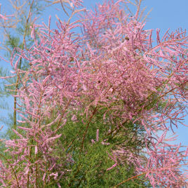Tamaris d'été rose / Tamarix ramosissima Rosea